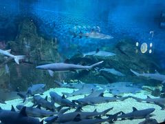 -烟台海昌鲸鲨海洋公园