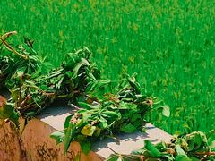 -广州市流溪河国家森林公园