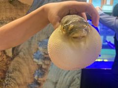 -肆月河豚·淮扬菜·湘菜(华天店)