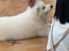 -Let's go狗咖·猫咖·奶狗·桌游(春熙路IFS店)
