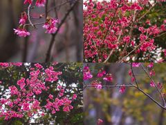 -福建鲤鱼洲酒店