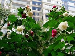 -碧云新天地二期