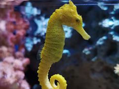 -暹罗海洋世界