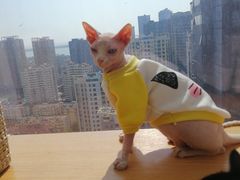 -Sweet cat·星愿猫咖(国贸大厦店)