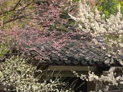 -杭州植物园
