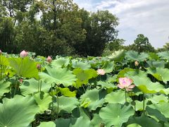 -西溪国家湿地公园