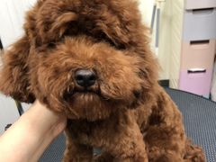 -小尾巴宠物店(万科·金域华庭店)