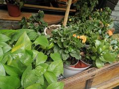 -苹果树下艺术餐厅(通州店)