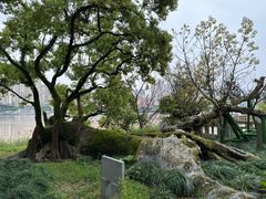 -江心屿景区
