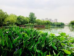 -新江湾城公园