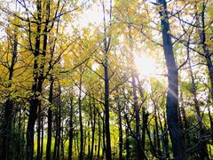 -昆山城市生态森林公园