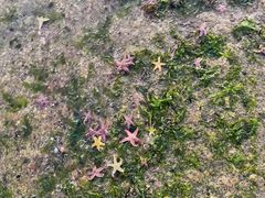 -日照灯塔风景区