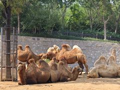 -石家庄市动物园
