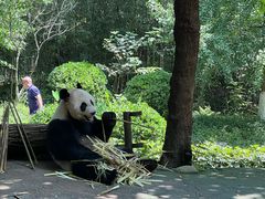 -都江堰中华大熊猫苑