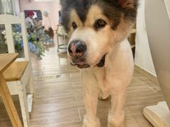 -李小姐の猫咖啡馆(五角场店)