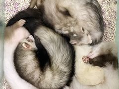 -藦茜花园宠物主题亲子互动体验馆(国顺东路店)