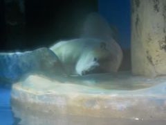 -大连圣亚海洋世界