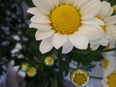 -小洲村