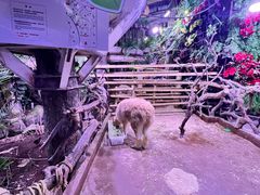 -正佳雨林生态植物园
