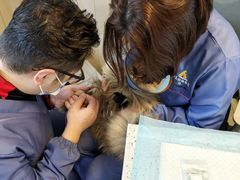 -半岛宠物医院24小时·内窥镜·牙科·碎石中心(府城大道店)