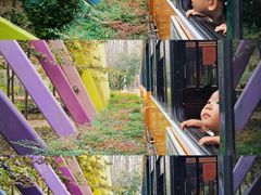 -合肥滨湖国家森林公园