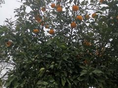 -鹅湖玫瑰文化园