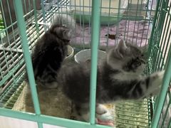 -中环花鸟鱼虫市场