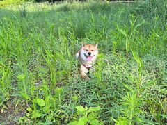 -金海椒罐罐鲢鱼(东方桂苑店)