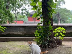 -大觉寺-停车场