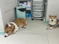 -怪兽屋·羊驼·猫咖·狗咖(俊华广场店)