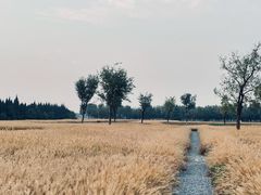 -汉长安城未央宫国家考古遗址公园