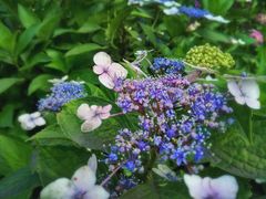 -白塘生态植物园