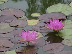 -国家植物园南园