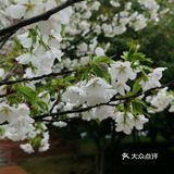 宝珠奶酪|春日里的小确幸