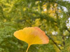 -三里屯东五街银杏大道