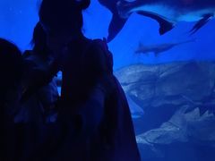 -石家庄海洋公园