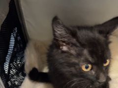 -佑安动物医院·全科·内窥镜中心(幸福巷店)