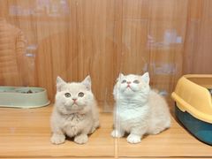 -欣宠猫屋·矮脚拿破仑·蓝金金渐层