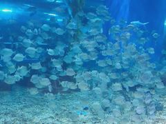 -顺德南宏海立方海洋公园