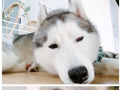 -Husky Go! 哈士奇体验馆·宠物咖啡厅狗咖