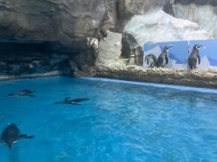 -帝企鹅自助餐厅•儿童岛•真企鹅(长隆企鹅酒店)