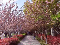 -高东镇樱花园
