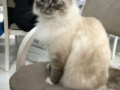 -喵的天空名猫咖啡馆·撸猫·猫舍·用品