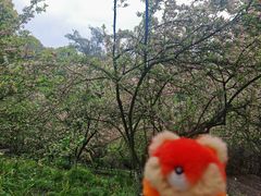 -南山植物园
