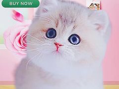 -70cat德文卷毛猫·缅因猫纯种猫舍