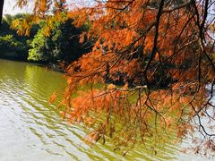 -深圳仙湖植物园