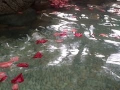 -厦门日月谷温泉渡假村