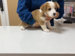 -瑞派康怡24h宠物医院·犬猫医疗中心·微创绝育(瑞景分院)