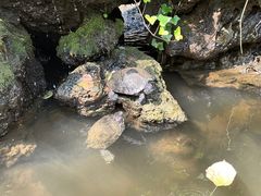 -林间山庄