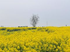 -三圣花乡旅游区